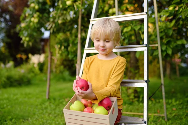 Niño Recogiendo Manzanas Huerto Niño Sosteniendo Caja Madera Con Cosecha — Foto de Stock