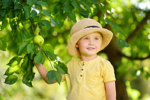 Ragazzino Che Raccoglie Mele Dall Albero Nel Frutteto Raccolta Nel — Foto Stock