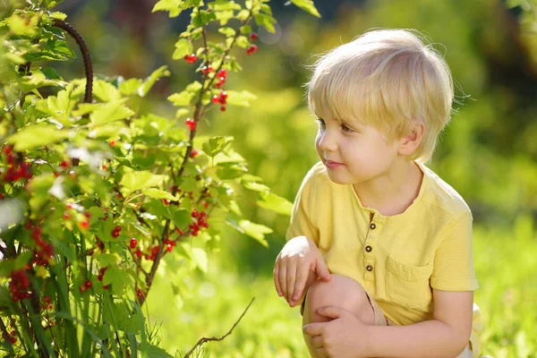 Jongetje Rode Aalbessen Plukken Een Binnenlandse Tuin Zonnige Dag Buitenshuis — Stockfoto