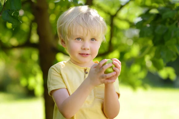 Ragazzino Che Raccoglie Mele Dall Albero Nel Frutteto Raccolta Nel — Foto Stock