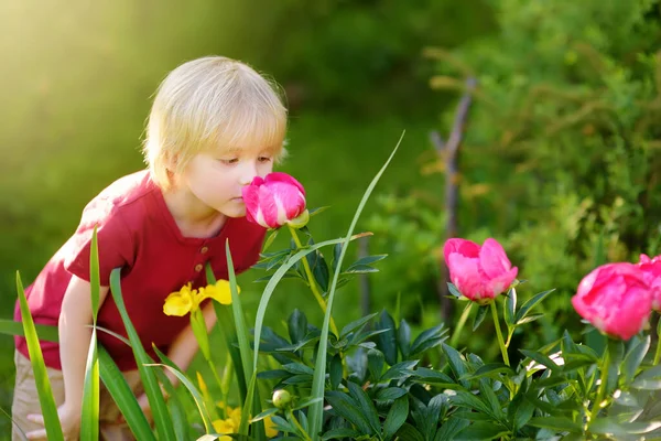 Lindo Niño Está Oliendo Peonías Púrpuras Soleado Jardín Doméstico Agricultura —  Fotos de Stock