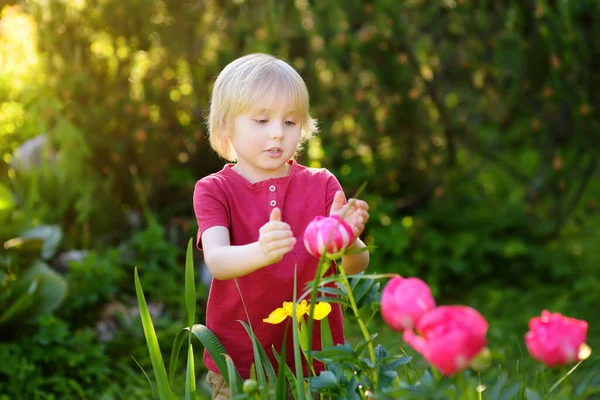 日当たりの良い国内庭園で素晴らしい紫と白の牡丹を探してかわいい男の子 子供時代のコンセプト — ストック写真