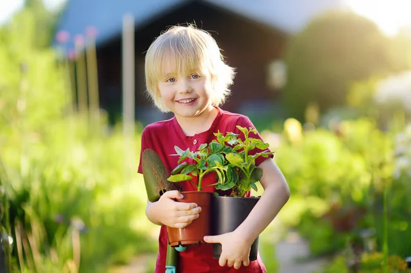 夏晴れの日に家庭菜園でプラスチックポットに苗を抱える小さな男の子 ママ小さなヘルパー — ストック写真