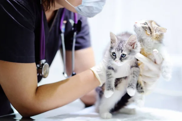 Молодая Женщина Ветеринар Смотрит Симпатичного Котенка — стоковое фото