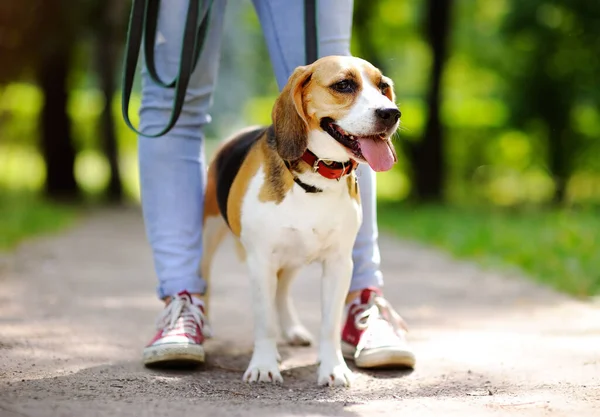 Młoda Kobieta Spacerująca Psem Beagle Letnim Parku Posłuszny Zwierzak Swoim — Zdjęcie stockowe