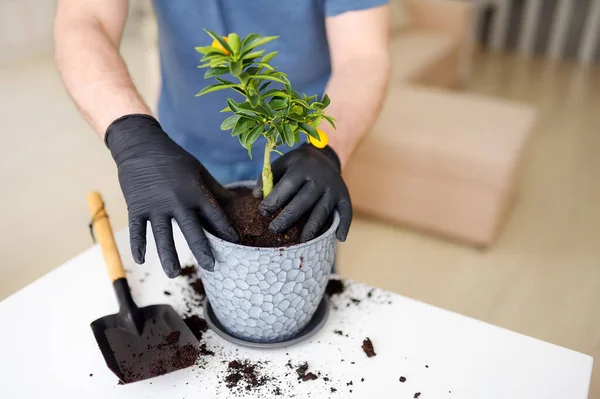 Man Transplantasi Tanaman Rumah Calamondin Pot Bunga Besar Baru Fortunella — Stok Foto