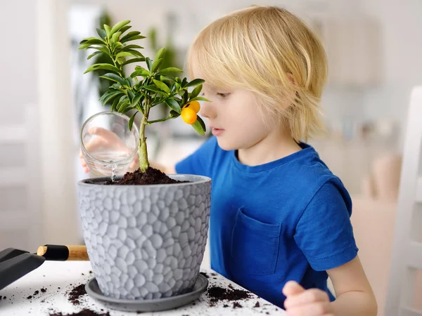 Preschooler Boy Watering Houseplant Calamondin Transplanting New Big Flowerpot Fortunella — Stock Photo, Image