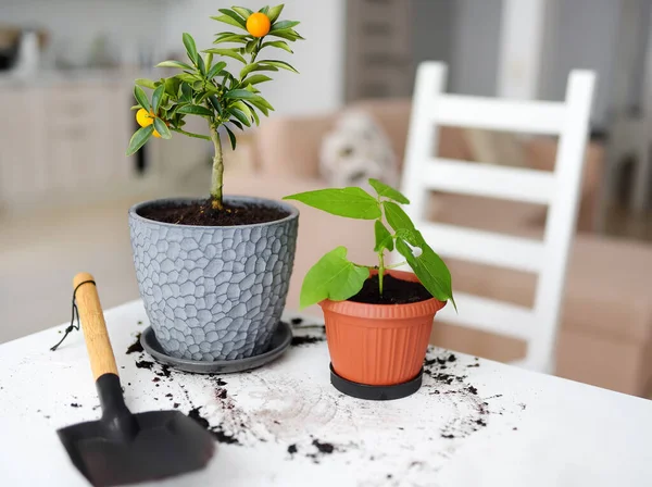 Transplantando Uma Planta Sala Calamondin Novo Vaso Grande Fortunella Jardinagem — Fotografia de Stock