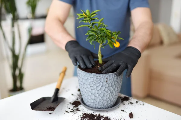 Homem Transplantando Uma Planta Sala Calamondin Vaso Grande Novo Fortunella — Fotografia de Stock