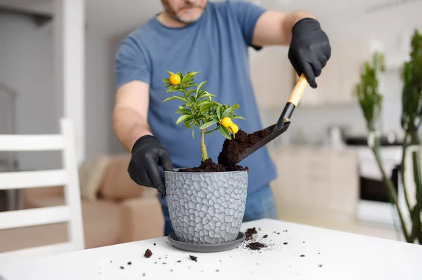 Homem Transplantando Uma Planta Sala Calamondin Vaso Grande Novo Fortunella — Fotografia de Stock