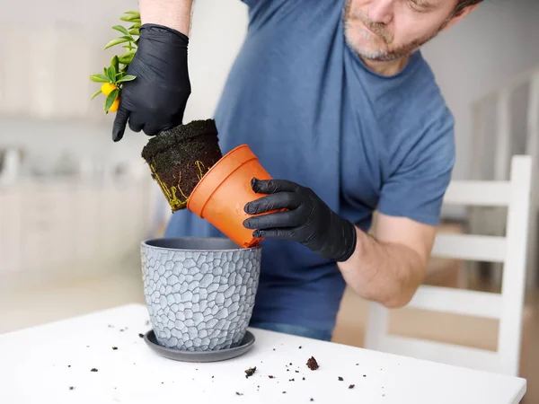 Homem Transplantando Uma Planta Sala Calamondin Vaso Grande Novo Fortunella — Fotografia de Stock