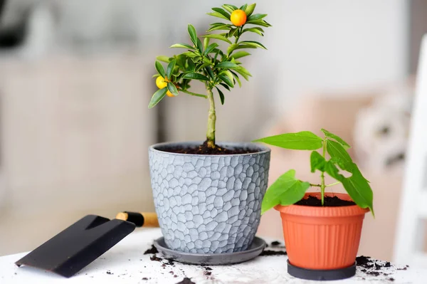 Transplantando Uma Planta Sala Calamondin Novo Vaso Grande Fortunella Jardinagem — Fotografia de Stock