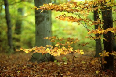 Sonbahar, backgrouds, sonbahar renkleri