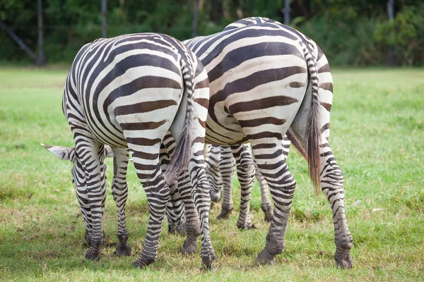 Две зебры ели траву. — стоковое фото