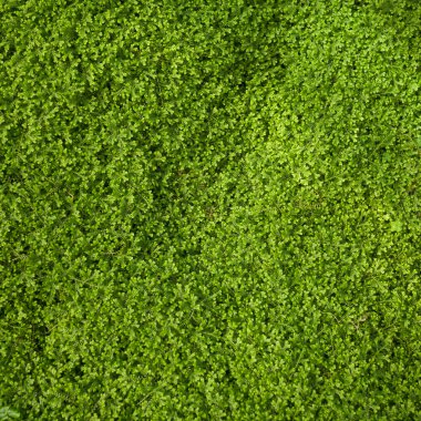 yaprak yeşil arka plan