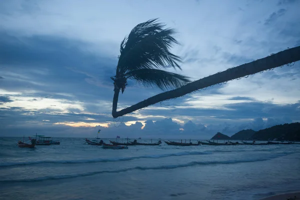 Cocotier à la plage tropicale au coucher du soleil — Photo