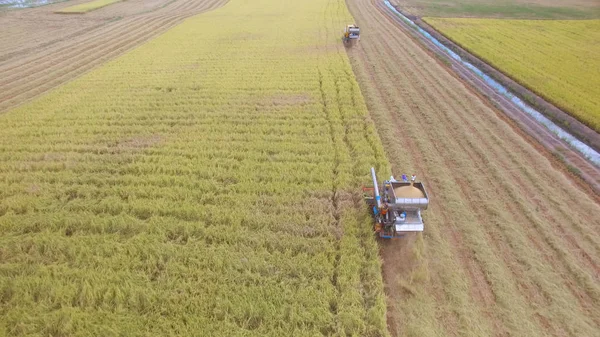 Vista aérea de combinar no campo de colheita em Ayutthaya, Tailândia — Fotografia de Stock