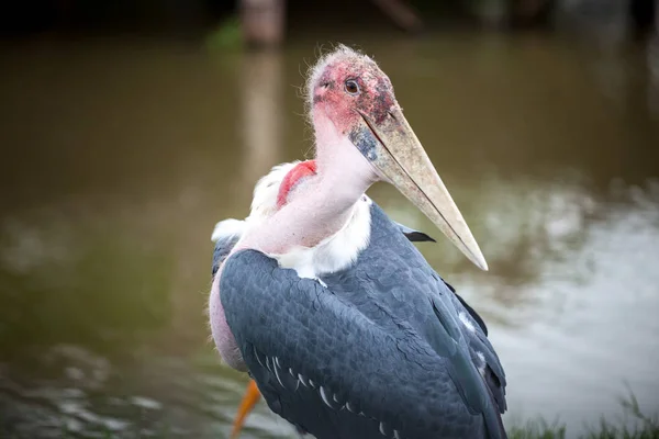 Majestueuze Dalmatische pelikaan staande op water — Stockfoto