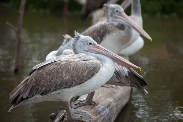 Majestic Dalmatian pelican standing on water — Stock Photo, Image