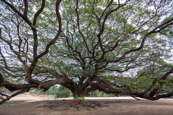 Obří strom v Kanchanaburi, Thajsko — Stock fotografie