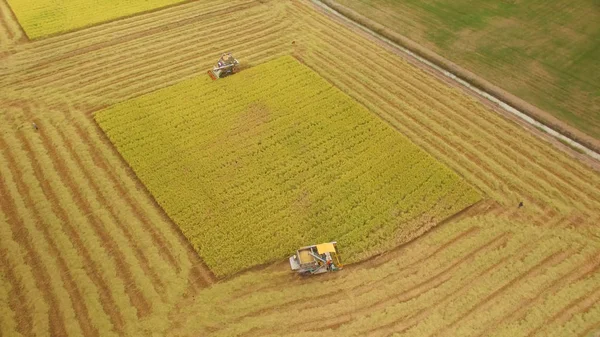 Vista aérea de combinar no campo de colheita — Fotografia de Stock