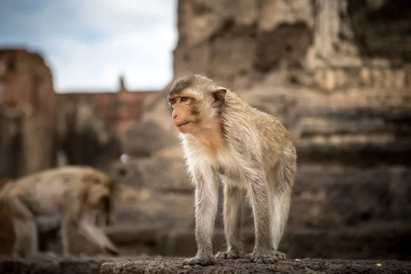 태국에서 아기 원숭이 — 스톡 사진