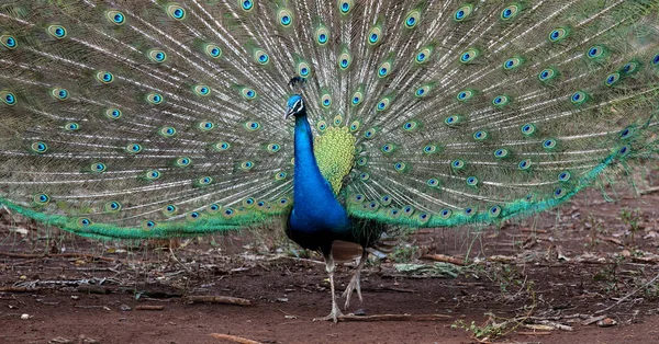 Zblízka páva ukazuje své krásné peří — Stock fotografie