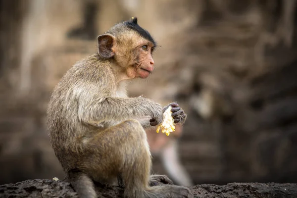 태국에서 아기 원숭이 — 스톡 사진