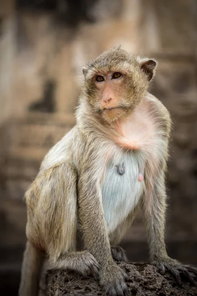 Baby apen in Thailand — Stockfoto