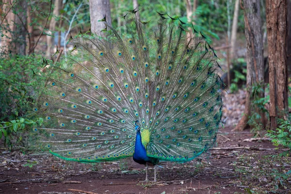 Primer plano del pavo real mostrando sus hermosas plumas —  Fotos de Stock