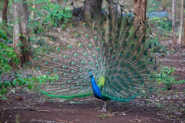 Närbild av påfågel visar sina vackra fjädrar — Stockfoto