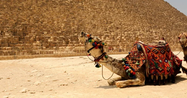 Velká pyramida se velbloud — Stock fotografie