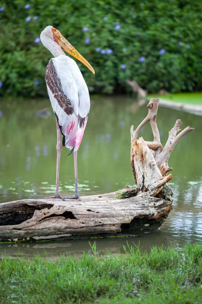 Dalmatian pelican standing — Stock Photo, Image