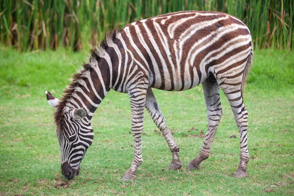 Zebra jedzenie trawy — Zdjęcie stockowe