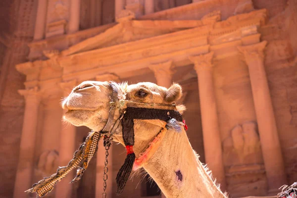 Camelos em frente ao tesouro — Fotografia de Stock