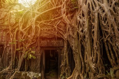 Prasat Ta prohm tapınağı, Siem biçmek, Kamboçya