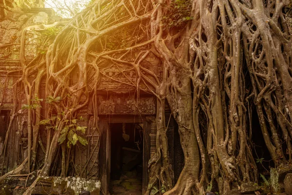 Prasat Ta Prohm Temple, w Siem Reap, Cambodia — Zdjęcie stockowe