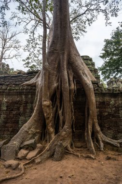 Prasat Ta prohm tapınağı, Siem biçmek, Kamboçya