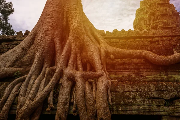 Prasat Ta Prohm Temple, ve společnosti Siem, Kambodža — Stock fotografie