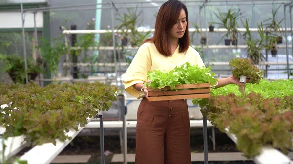 Porträtt Asiatisk Kvinna Som Skördar Färska Grönsaker Hydro Farm — Stockfoto