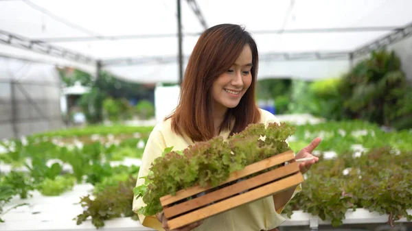 Porträtt Asiatisk Kvinna Som Skördar Färska Grönsaker Hydro Farm — Stockfoto