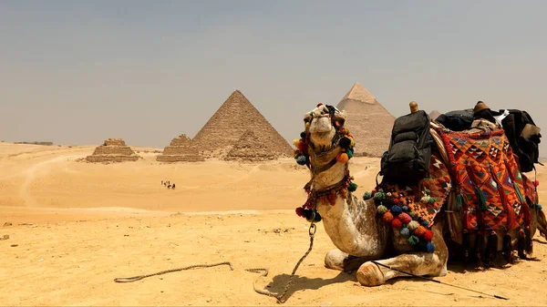 Den Stora Pyramiden Med Kamel Giza Egypten — Stockfoto