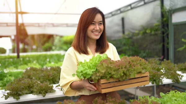 Retrato Mujer Asiática Cosechando Verduras Frescas Granja Hidro — Foto de Stock