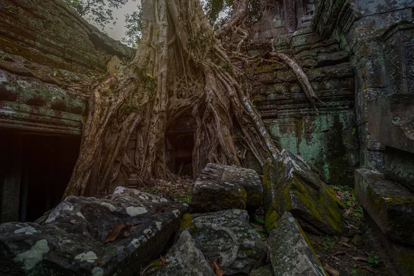 Prasat Prohm Tapınağının Antik Siem Biçmek Kamboçya — Stok fotoğraf