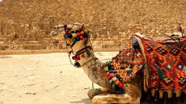 Μεγάλη Πυραμίδα Καμήλα Στη Γκίζα Της Αιγύπτου Royalty Free Εικόνες Αρχείου