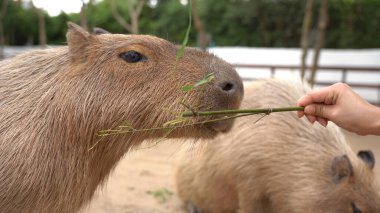 Parkta Capybara 'ya yemek yediren insanlar.