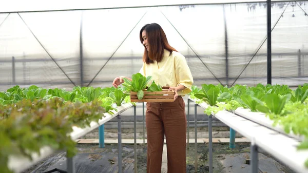 Porträtt Asiatisk Kvinna Som Skördar Färska Grönsaker Hydro Farm — Stockfoto