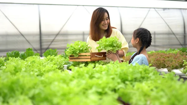 Madre Con Hija Cosechando Verduras Orgánicas Granja — Foto de Stock