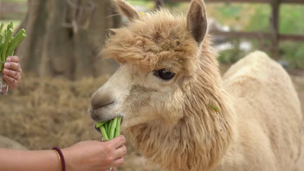 Alpaca Chewing Glass Feeding Alpacas Alpaca Funny Face — Stock Photo, Image