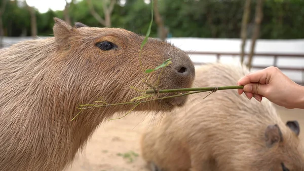 Ruka Lidí Krmení Capybara Parku Jídlem — Stock fotografie